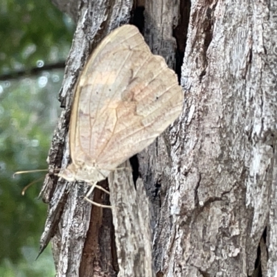Heteronympha merope (Common Brown Butterfly) at Campbell, ACT - 21 Mar 2023 by Hejor1