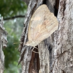 Heteronympha merope at Campbell, ACT - 21 Mar 2023 08:54 AM