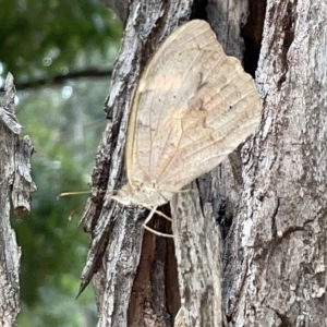 Heteronympha merope at Campbell, ACT - 21 Mar 2023 08:54 AM