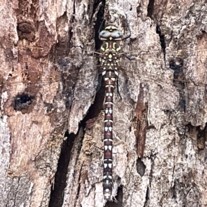 Austroaeschna unicornis at Mount Ainslie to Black Mountain - 21 Mar 2023 08:52 AM