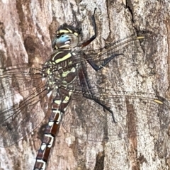 Austroaeschna unicornis at Mount Ainslie to Black Mountain - 21 Mar 2023