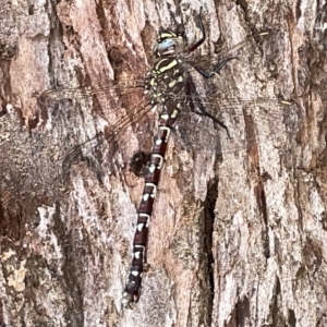 Austroaeschna unicornis at Mount Ainslie to Black Mountain - 21 Mar 2023 08:52 AM