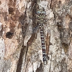 Austroaeschna unicornis at Mount Ainslie to Black Mountain - 21 Mar 2023 08:52 AM