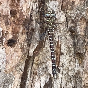 Austroaeschna unicornis at Mount Ainslie to Black Mountain - 21 Mar 2023 08:52 AM