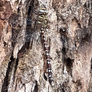 Austroaeschna unicornis at Mount Ainslie to Black Mountain - 21 Mar 2023 08:52 AM