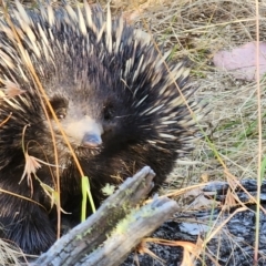 Tachyglossus aculeatus (Short-beaked Echidna) at Gundaroo, NSW - 16 Feb 2023 by Gunyijan