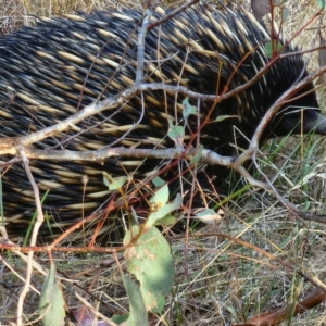 Tachyglossus aculeatus at Gundaroo, NSW - 16 Feb 2023