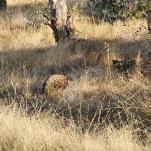 Tachyglossus aculeatus at Gundaroo, NSW - 16 Feb 2023