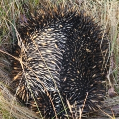 Tachyglossus aculeatus at Gundaroo, NSW - 16 Feb 2023