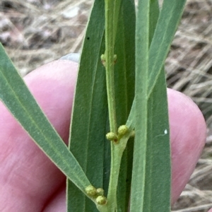 Acacia stricta at Aranda, ACT - 21 Mar 2023 02:17 PM