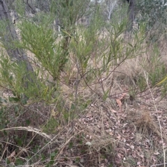 Acacia stricta at Aranda, ACT - 21 Mar 2023 02:17 PM