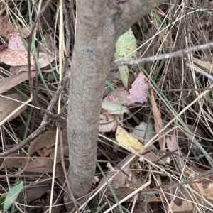 Acacia stricta at Aranda, ACT - 21 Mar 2023