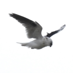 Elanus axillaris (Black-shouldered Kite) at Molonglo Valley, ACT - 21 Mar 2023 by JohnBundock