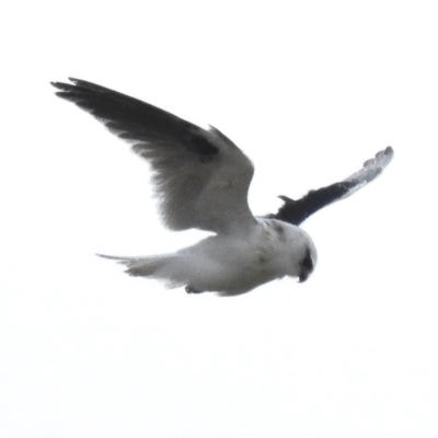 Elanus axillaris (Black-shouldered Kite) at Molonglo Valley, ACT - 21 Mar 2023 by JohnBundock