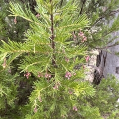 Grevillea "Canberra Gem" (Grevillea rosmarinifolia x juniperina (Hybrid)) at Point 73 - 21 Mar 2023 by lbradley