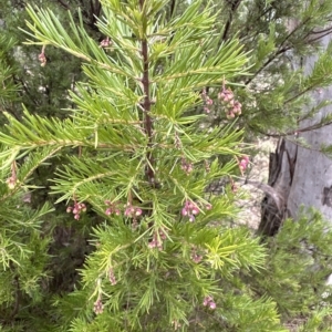 Grevillea "Canberra Gem" at Aranda, ACT - 21 Mar 2023 02:34 PM