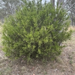 Grevillea "Canberra Gem" at Aranda, ACT - 21 Mar 2023 02:34 PM