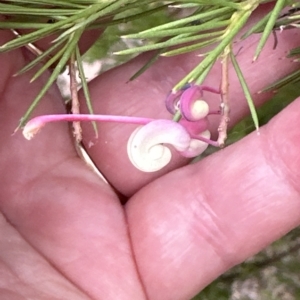 Grevillea "Canberra Gem" at Aranda, ACT - 21 Mar 2023 02:34 PM