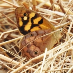 Heteronympha paradelpha (Spotted Brown) at Molonglo Valley, ACT - 21 Mar 2023 by JohnBundock