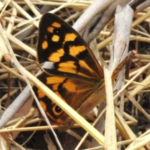 Heteronympha paradelpha at Molonglo Valley, ACT - 21 Mar 2023 11:34 AM