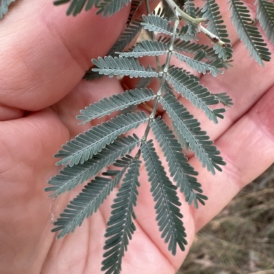 Acacia baileyana x Acacia dealbata (Cootamundra Wattle x Silver Wattle (Hybrid)) at Aranda Bushland - 21 Mar 2023 by lbradley