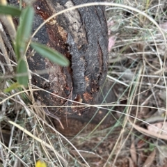 Acacia baileyana x Acacia dealbata at Cook, ACT - 21 Mar 2023