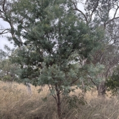 Acacia baileyana x Acacia dealbata at Cook, ACT - 21 Mar 2023 03:01 PM