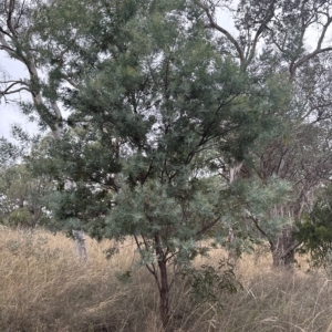 Acacia baileyana x Acacia dealbata at Cook, ACT - 21 Mar 2023