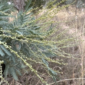 Acacia baileyana x Acacia dealbata at Cook, ACT - 21 Mar 2023 03:01 PM