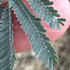 Acacia baileyana x Acacia dealbata at Cook, ACT - 21 Mar 2023 03:01 PM