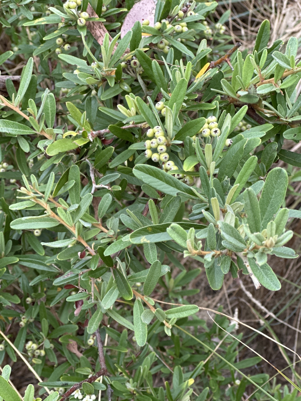 Pyracantha angustifolia at Cook, ACT - 21 Mar 2023