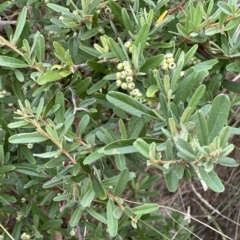 Pyracantha angustifolia (Firethorn, Orange Firethorn) at Cook, ACT - 21 Mar 2023 by lbradley