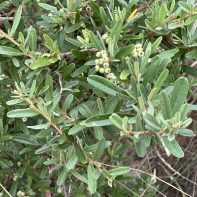 Pyracantha angustifolia (Firethorn, Orange Firethorn) at Cook, ACT - 21 Mar 2023 by lbradley