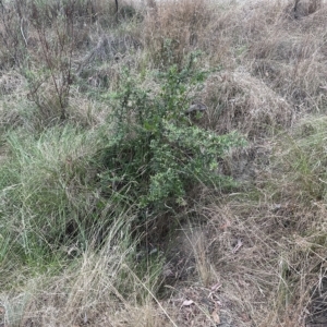Pyracantha angustifolia at Cook, ACT - 21 Mar 2023