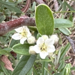 Pyracantha angustifolia at Cook, ACT - 21 Mar 2023