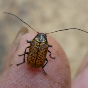 Aporocera (Aporocera) erosa at Charleys Forest, NSW - 21 Mar 2023