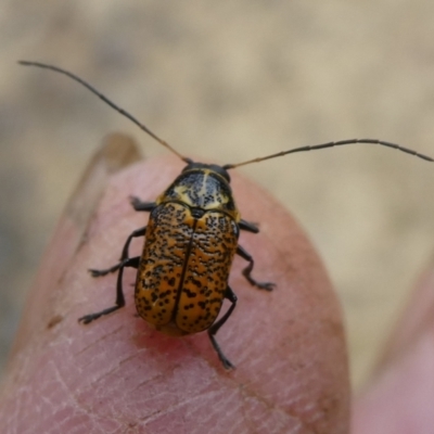 Aporocera (Aporocera) erosa (A leaf beetle) at Mongarlowe River - 21 Mar 2023 by arjay