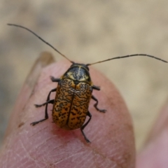 Aporocera (Aporocera) erosa (A leaf beetle) at Charleys Forest, NSW - 21 Mar 2023 by arjay