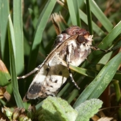 Agrotis porphyricollis (Variable Cutworm) at Charleys Forest, NSW - 20 Mar 2023 by arjay