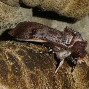 Agrotis porphyricollis at Charleys Forest, NSW - 20 Mar 2023