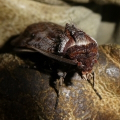 Agrotis porphyricollis at Charleys Forest, NSW - 20 Mar 2023