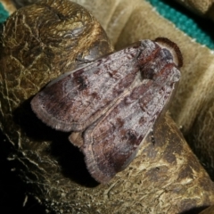 Agrotis porphyricollis at Charleys Forest, NSW - 20 Mar 2023