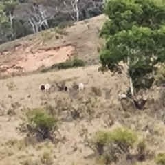 Capra hircus (Wild Goat) at Wambrook, NSW - 20 Mar 2023 by Mike