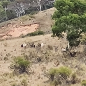 Capra hircus at Wambrook, NSW - 21 Mar 2023