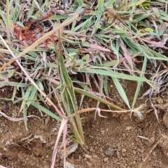 Acrida conica at Wambrook, NSW - 21 Mar 2023