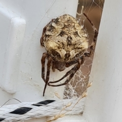 Backobourkia (genus) (An orb weaver) at Wambrook, NSW - 21 Mar 2023 by Mike
