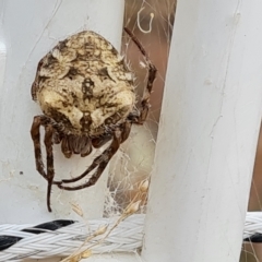 Backobourkia sp. (genus) at Wambrook, NSW - 21 Mar 2023