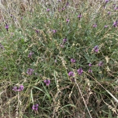 Cullen microcephalum (Dusky Scurf-pea) at Molonglo Valley, ACT - 21 Mar 2023 by SteveBorkowskis