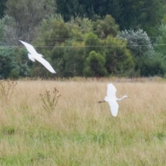 Bubulcus coromandus (Eastern Cattle Egret) at Jerrabomberra Wetlands - 21 Mar 2023 by RodDeb