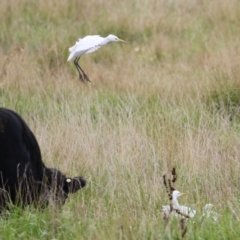 Bubulcus coromandus at Fyshwick, ACT - 21 Mar 2023